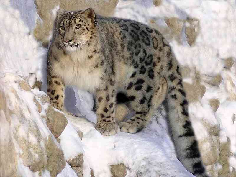 snow leopard - mammals with detailed facts including diet, lifespan, weight and habitat information